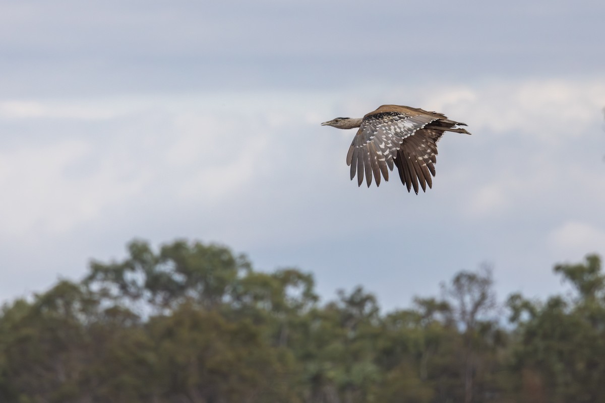 Australian Bustard - ML645872011