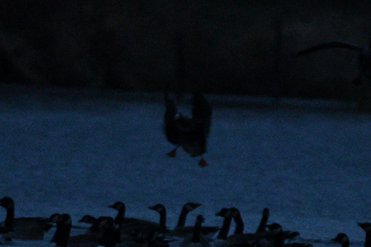 白額雁 - ML645872017