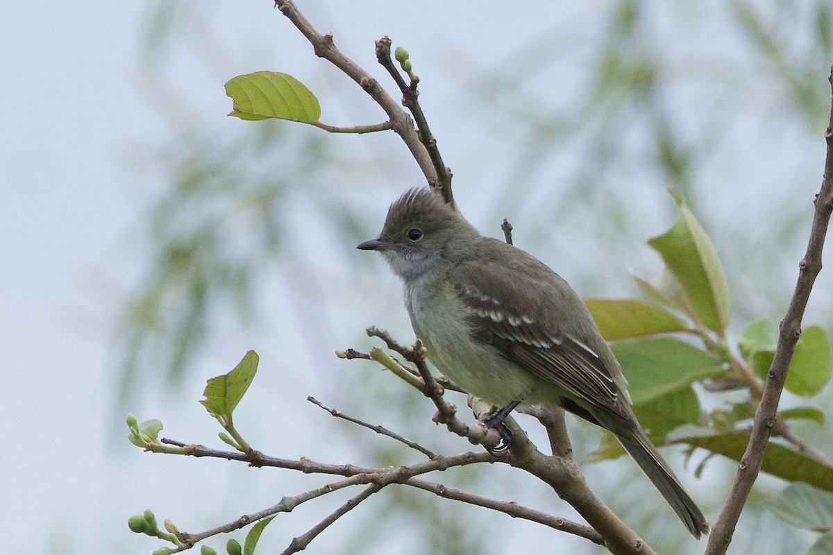 Large Elaenia - ML645872020