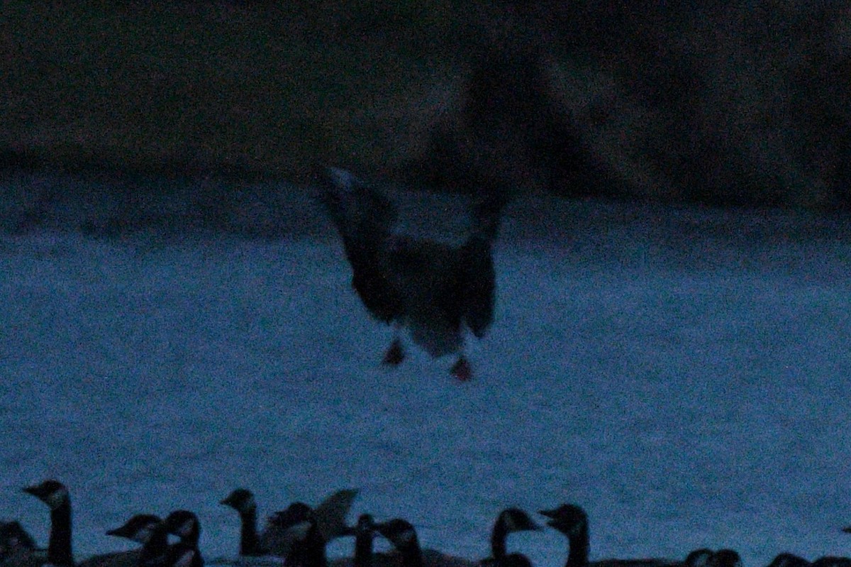 Pink-footed Goose - ML645872027