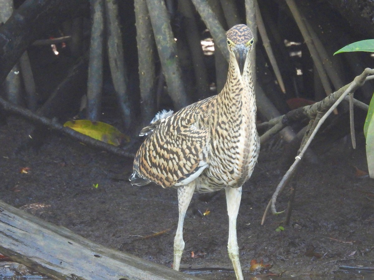 Bare-throated Tiger-Heron - ML645872028