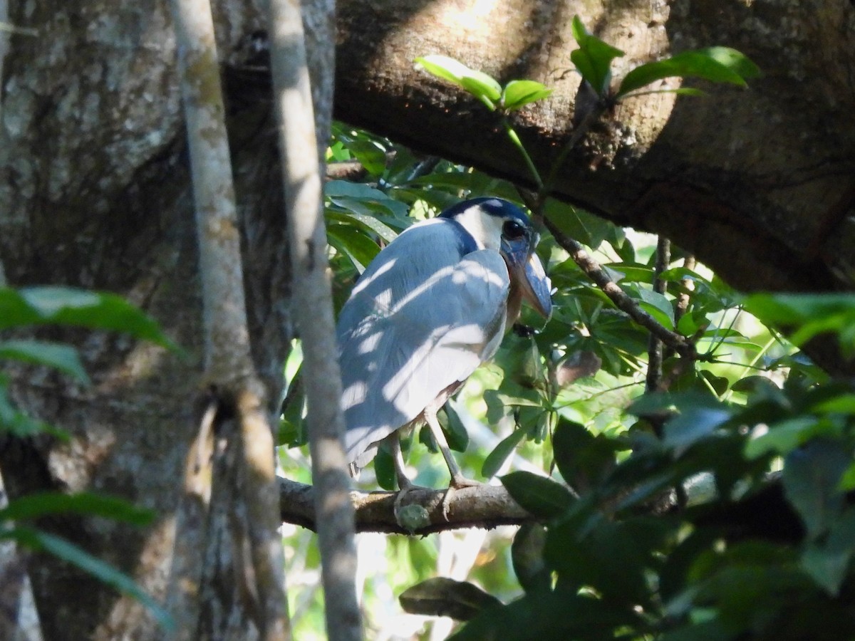 Boat-billed Heron - ML645872037