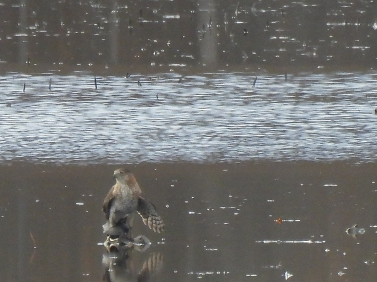 Red-shouldered Hawk - ML645872047