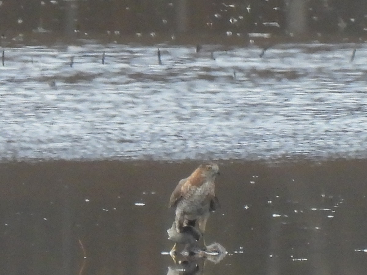 Red-shouldered Hawk - ML645872048