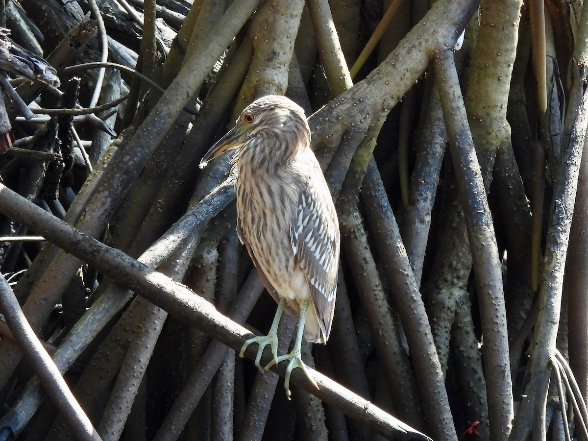 夜鷺 - ML645872049