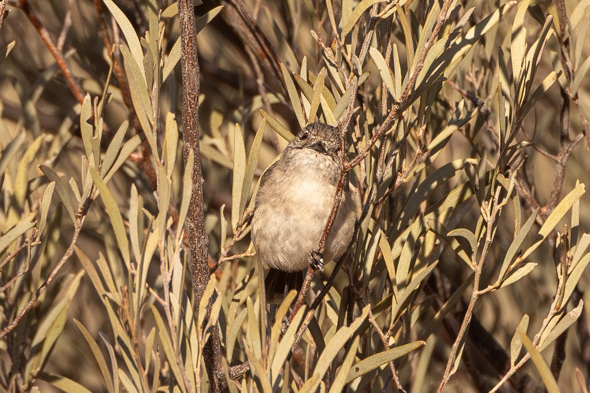 Slaty-backed Thornbill - ML645872055