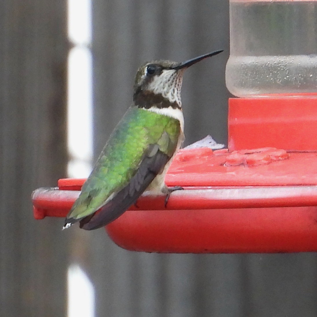 Ruby-throated Hummingbird - ML645872066