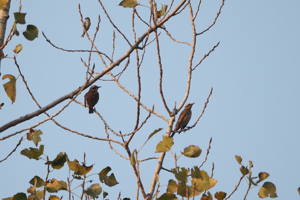 Dusky Thrush - ML645872068