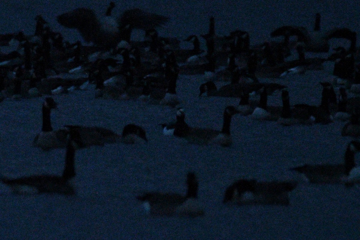 Barnacle Goose - ML645872069