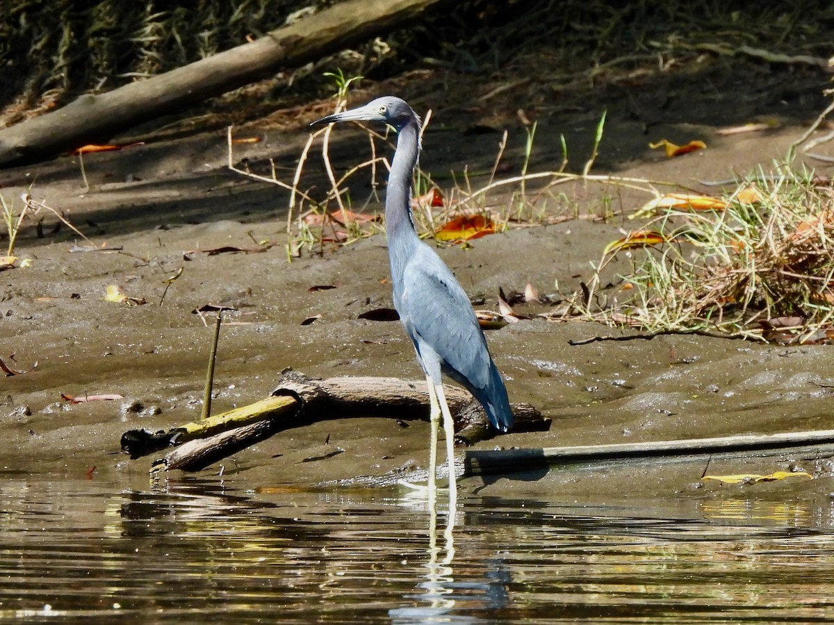 Little Blue Heron - ML645872080