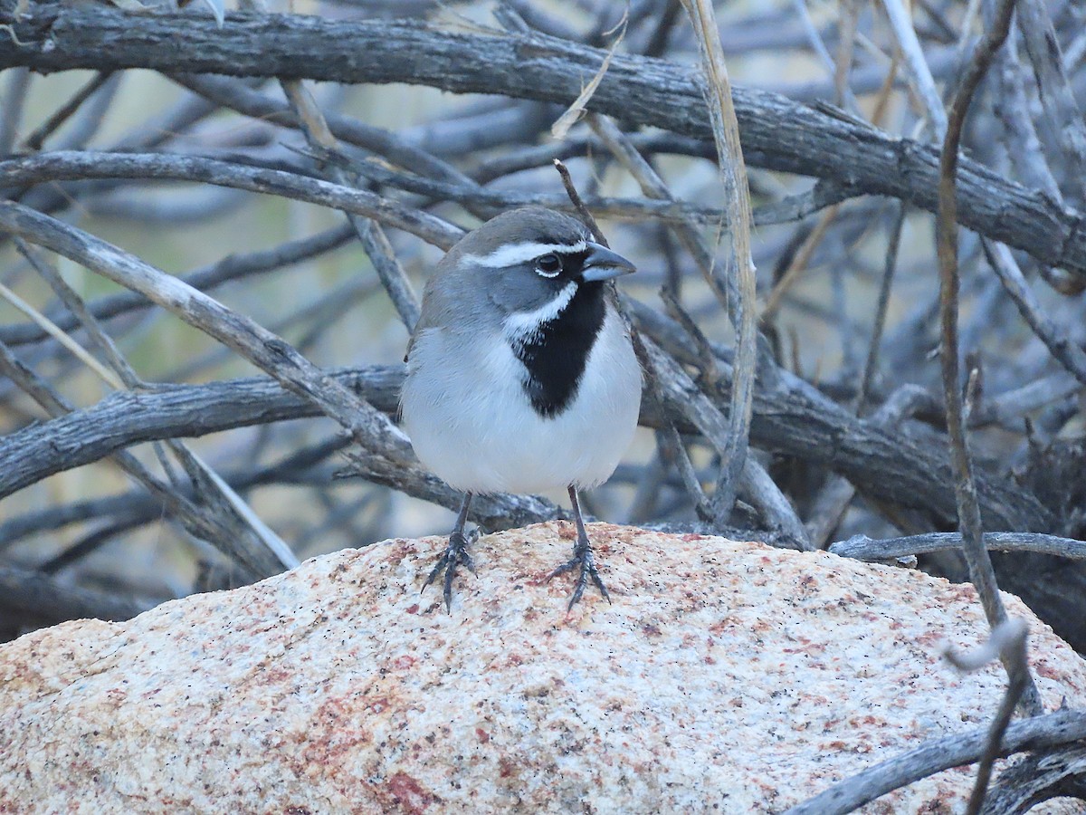 Black-throated Sparrow - ML645872089
