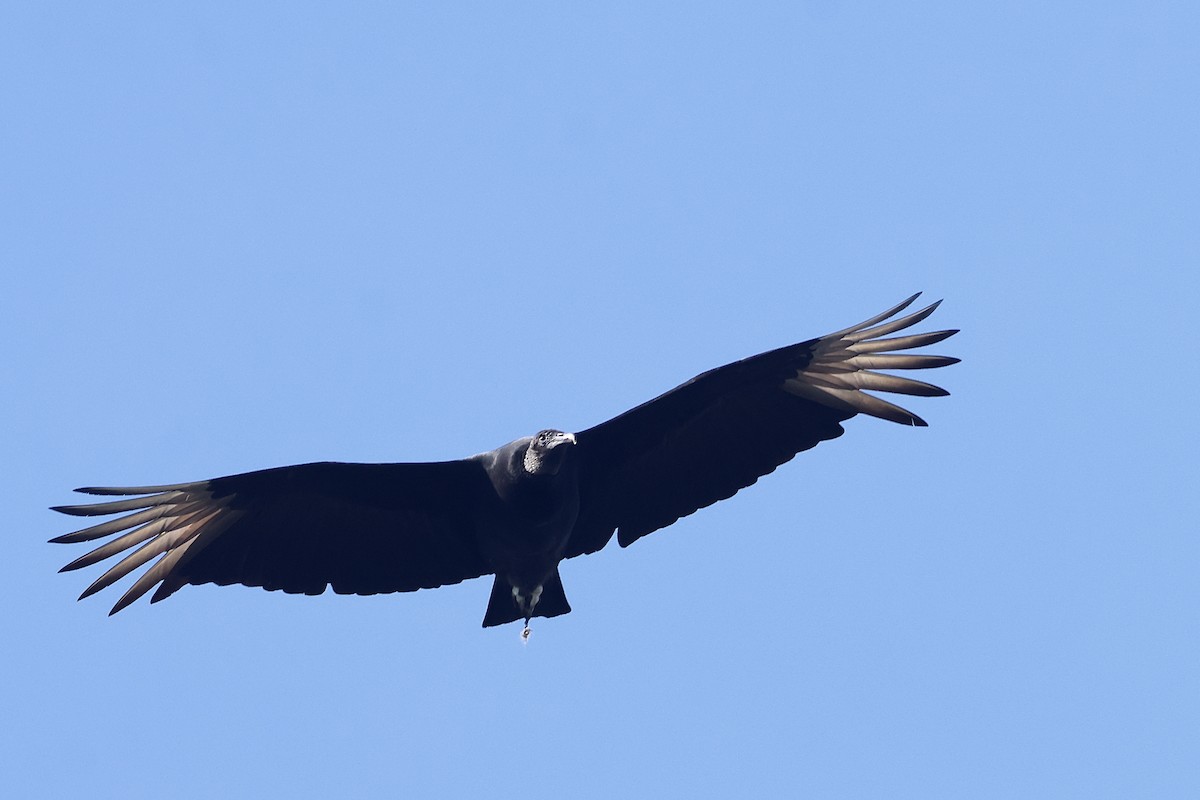 Black Vulture - ML645872090