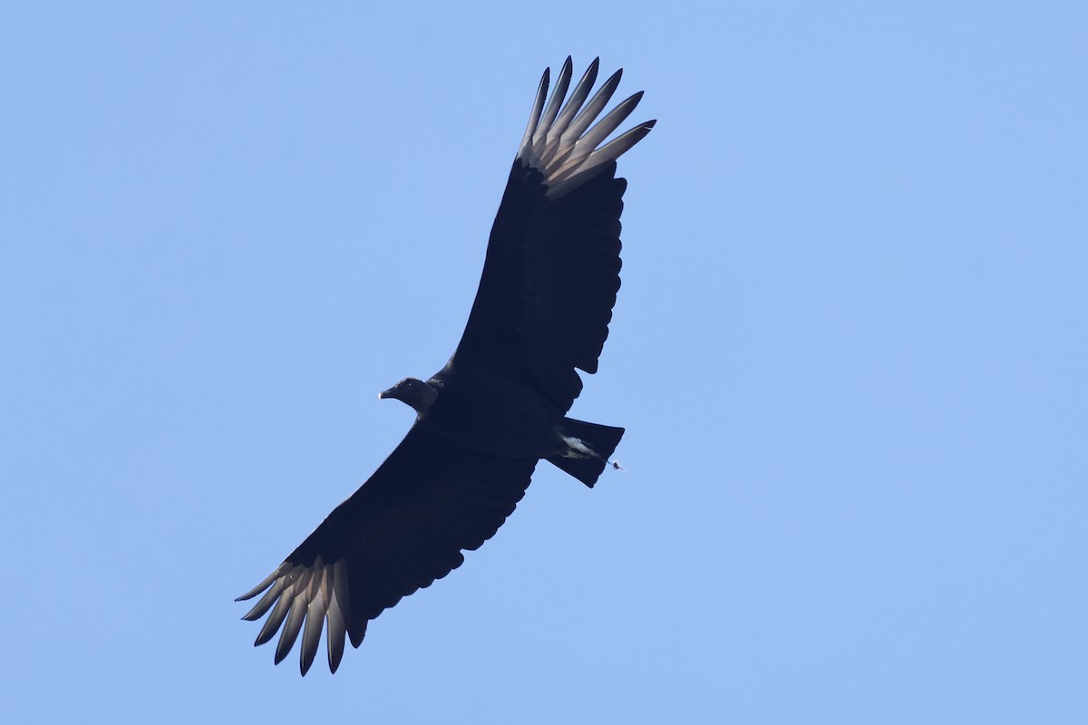 Black Vulture - ML645872091