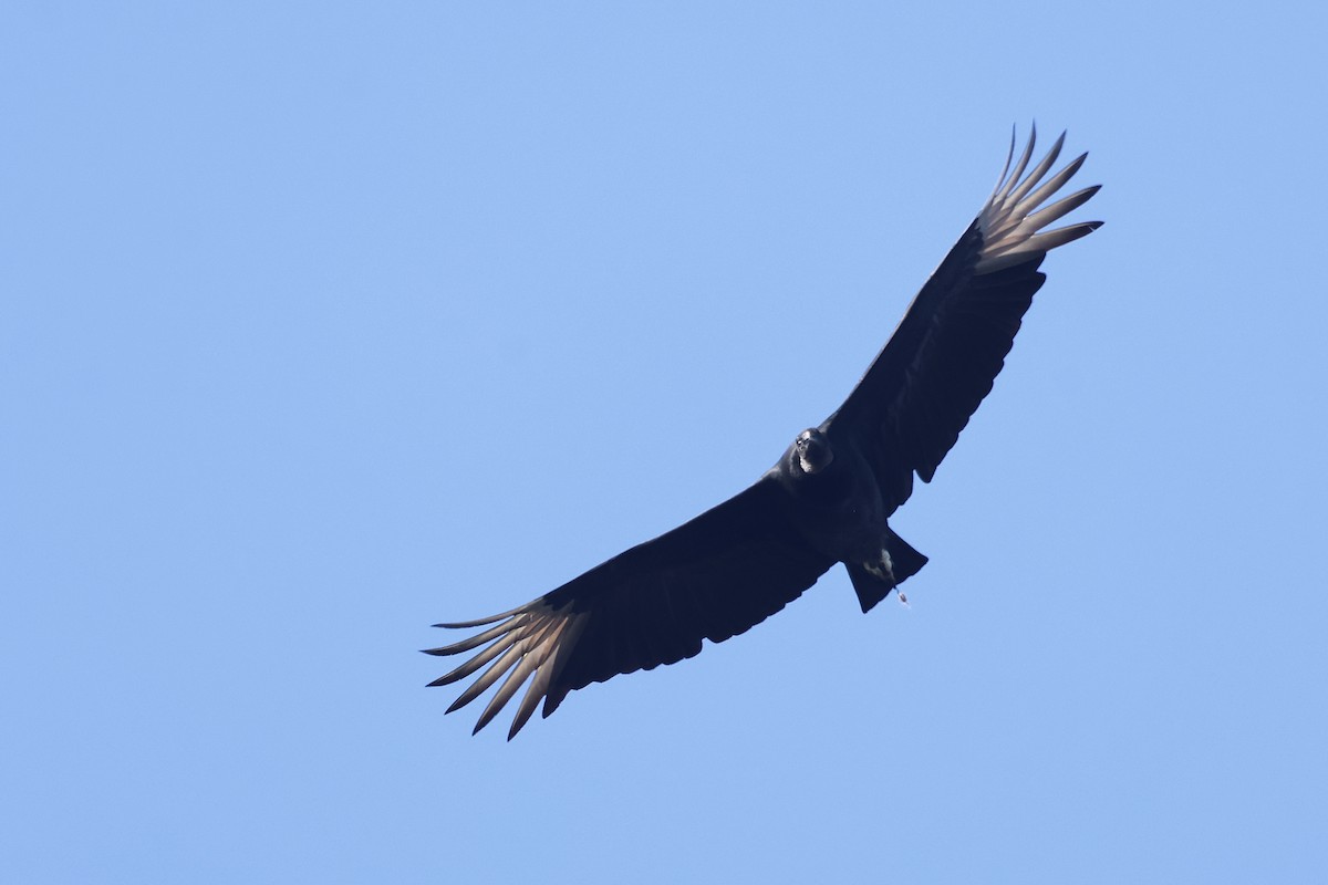 Black Vulture - ML645872092