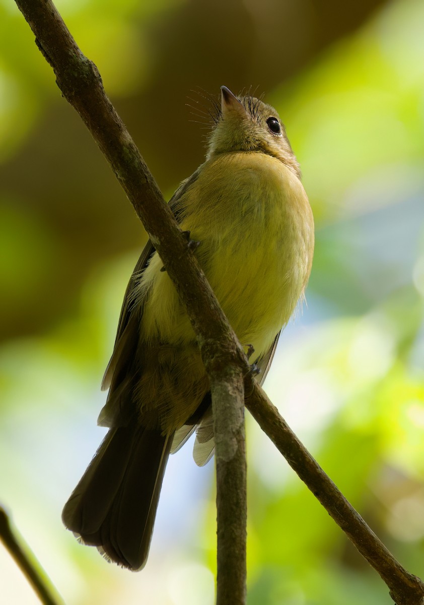 Barbichon de Cayenne - ML645872103