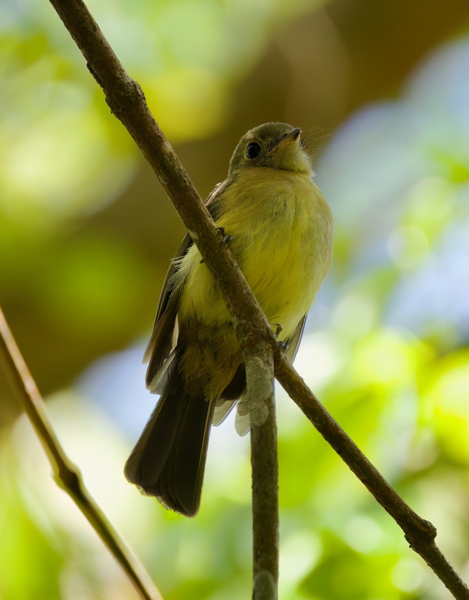 Barbichon de Cayenne - ML645872106