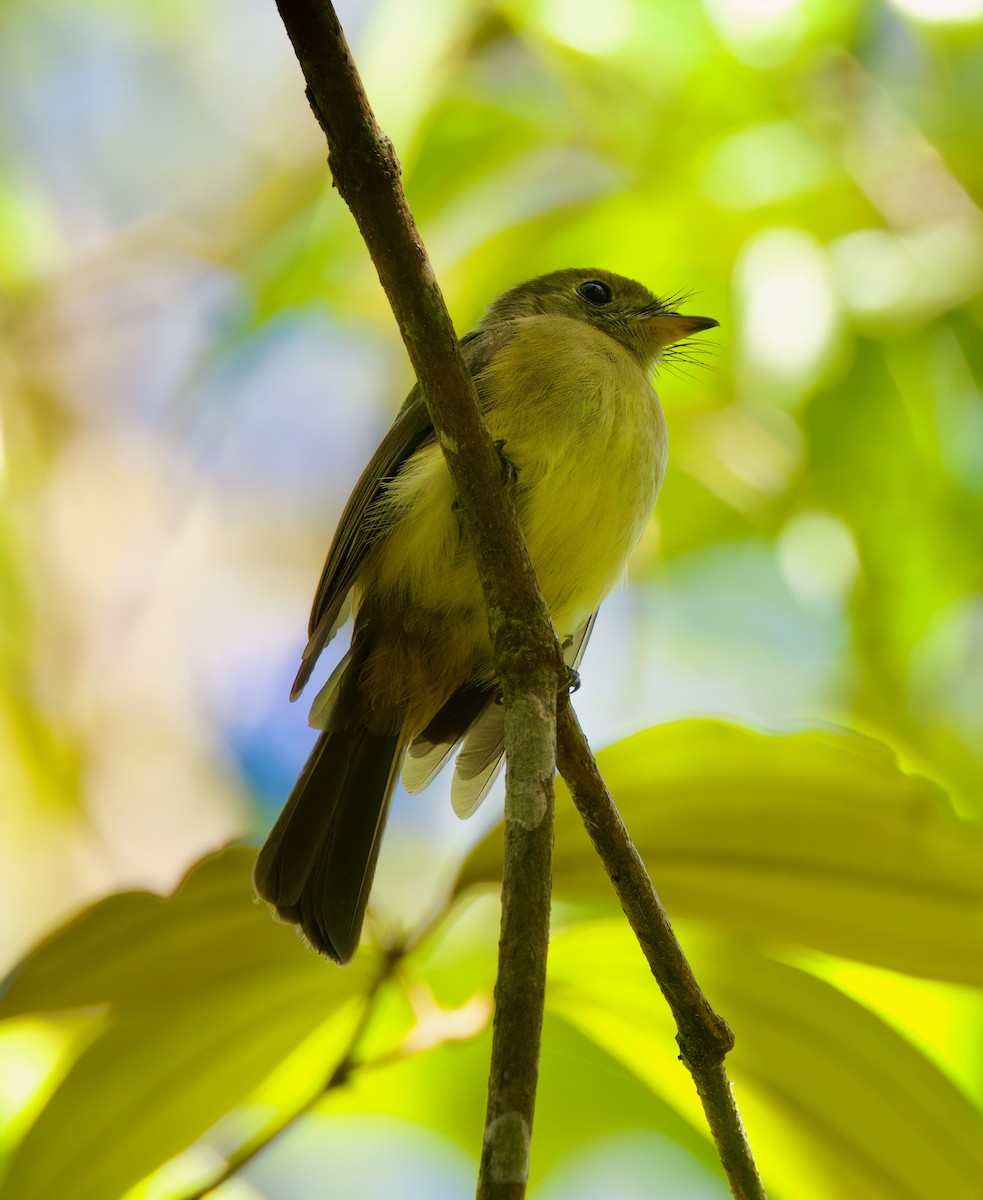 Barbichon de Cayenne - ML645872107