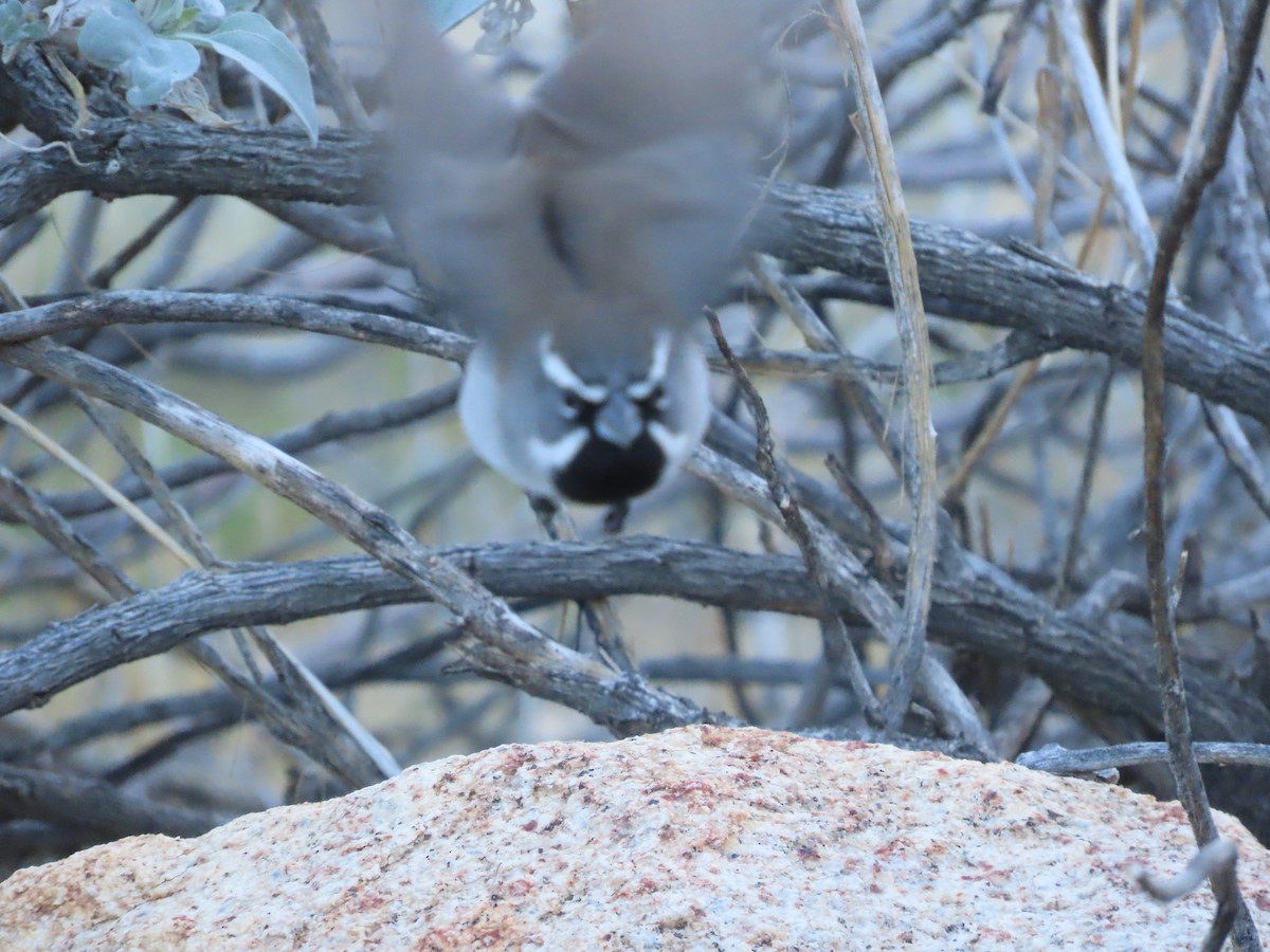 Bruant à gorge noire - ML645872108