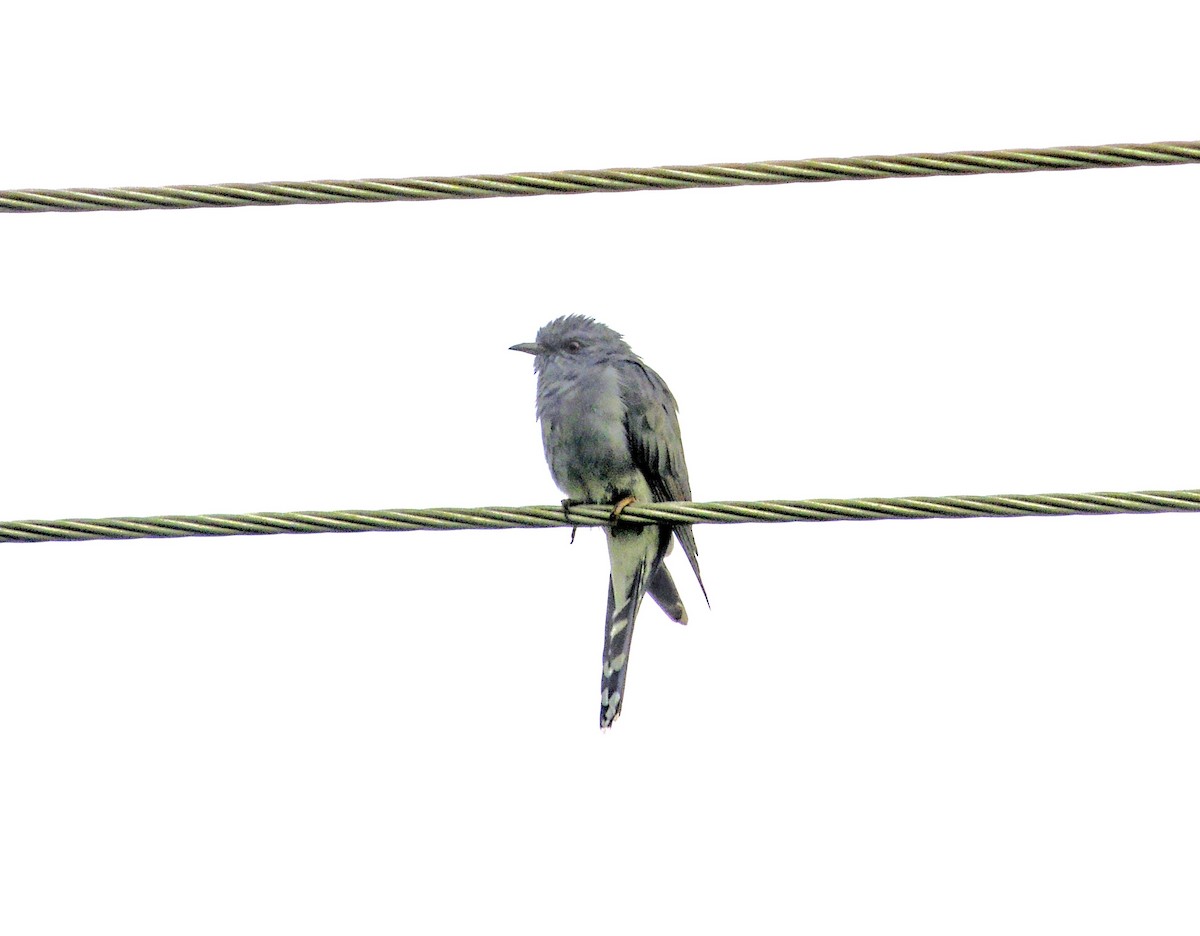 Coucou à tête grise - ML645872109