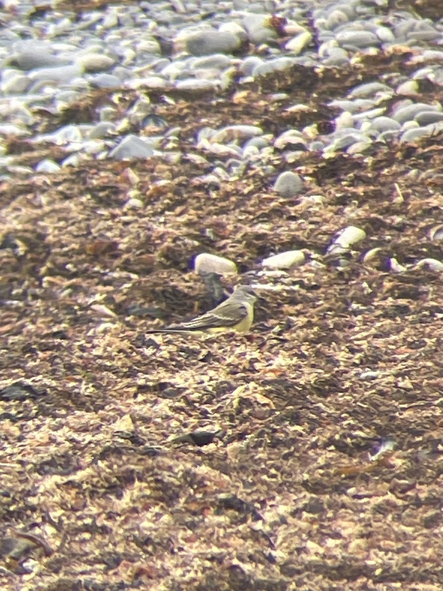 Tyran de l'Ouest - ML645872110