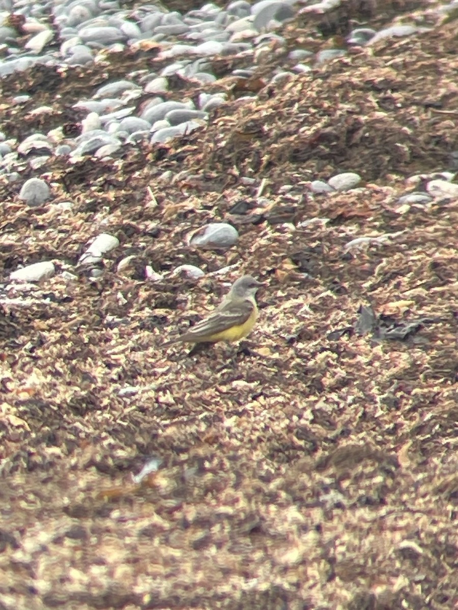 Tyran de l'Ouest - ML645872111