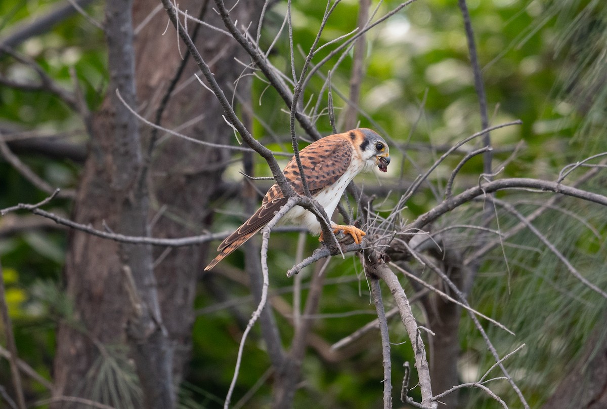 Crécerelle d'Amérique - ML645872113