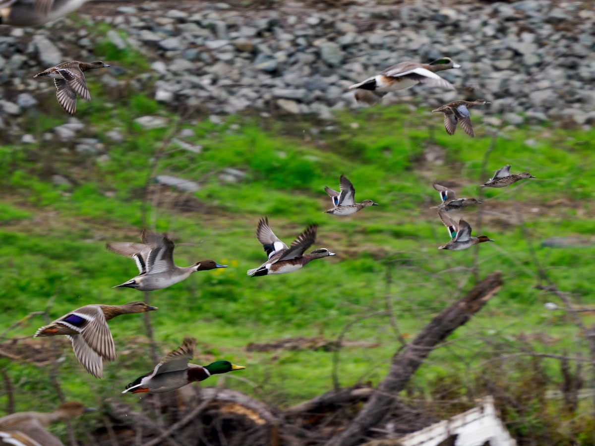 Canard pilet - ML645872117