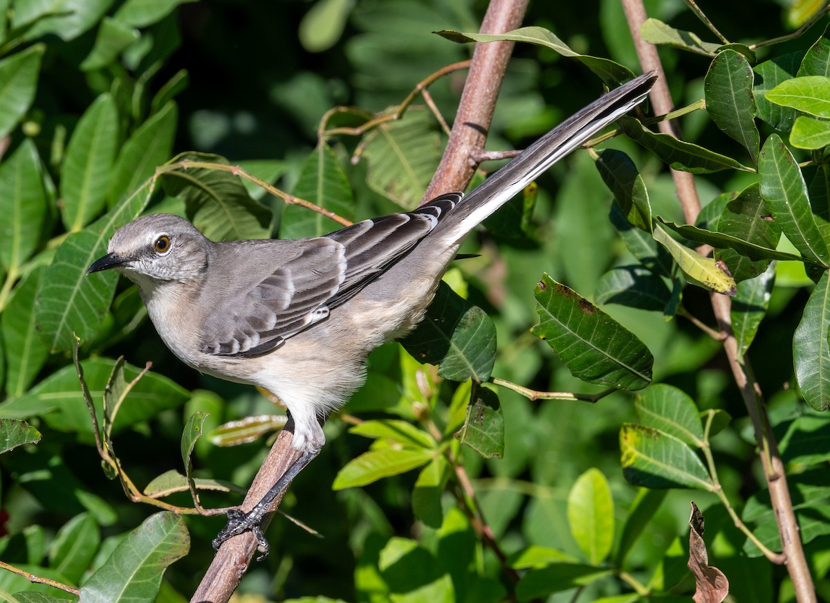 Moqueur polyglotte - ML645872118