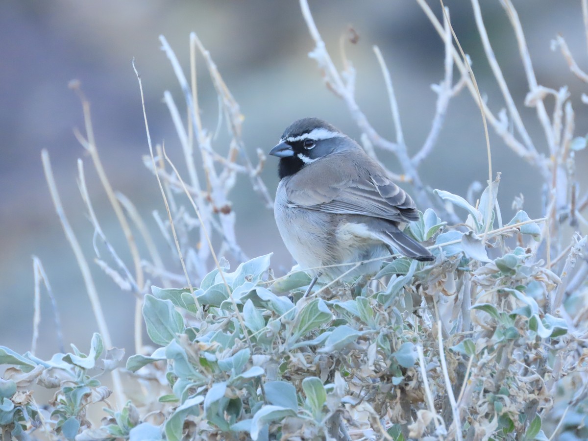 Bruant à gorge noire - ML645872119