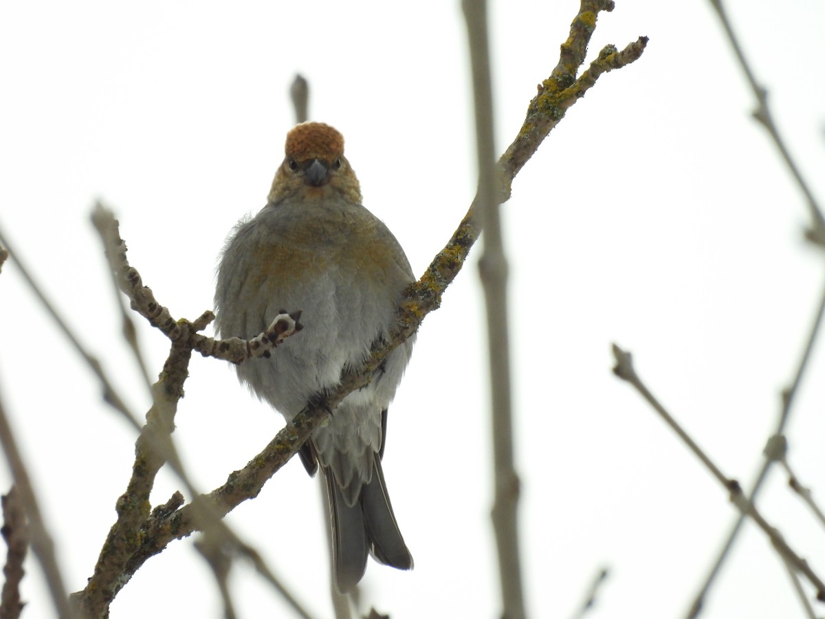 Durbec des sapins - ML645872120