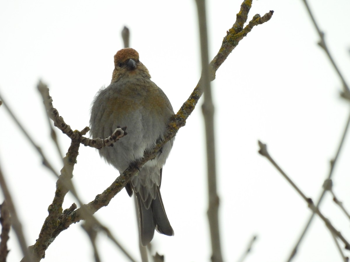 Durbec des sapins - ML645872121
