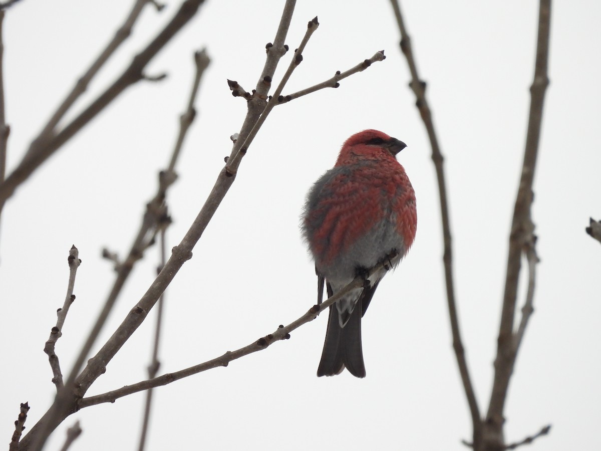 Durbec des sapins - ML645872122