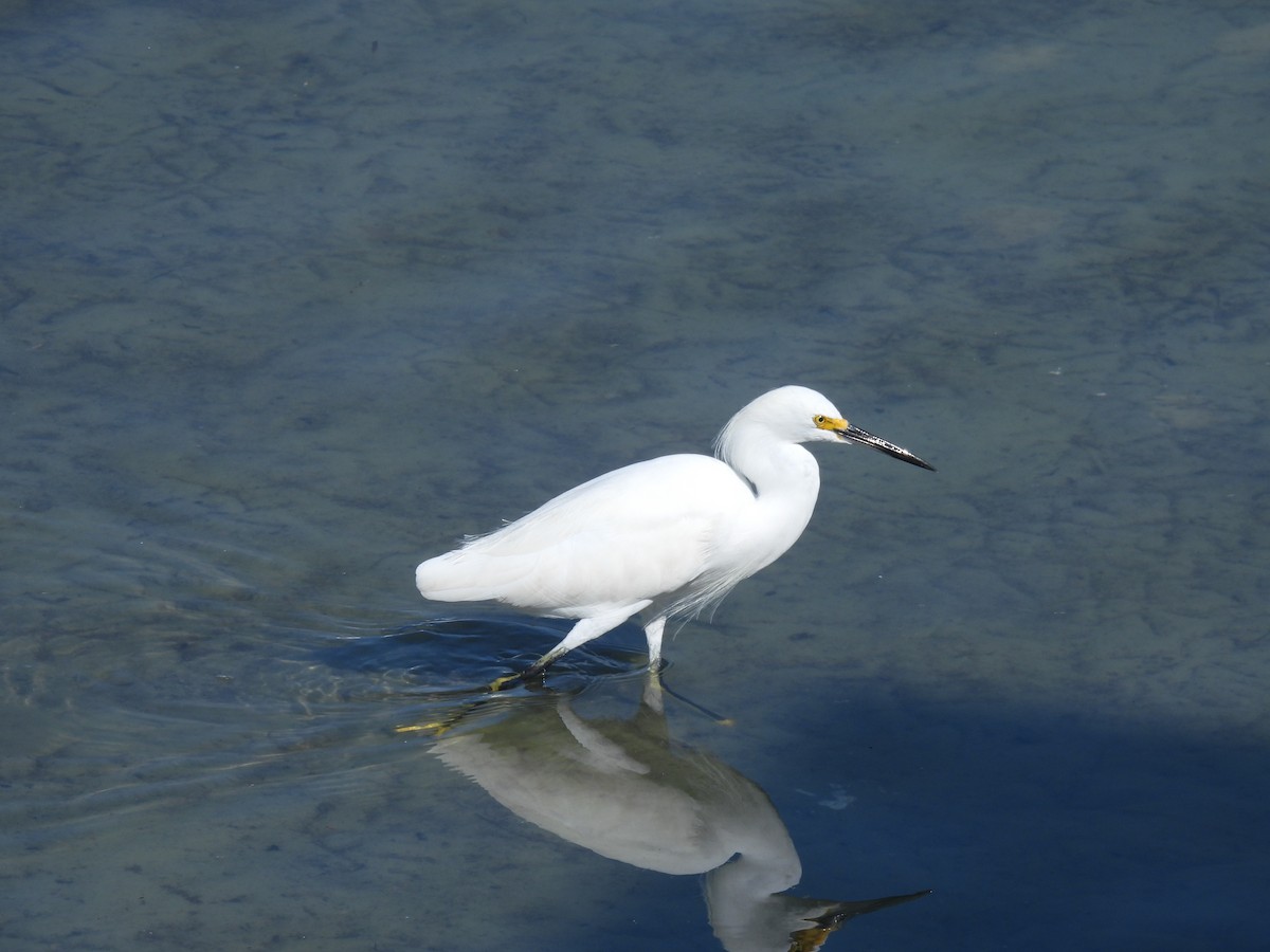 Aigrette neigeuse - ML645872123