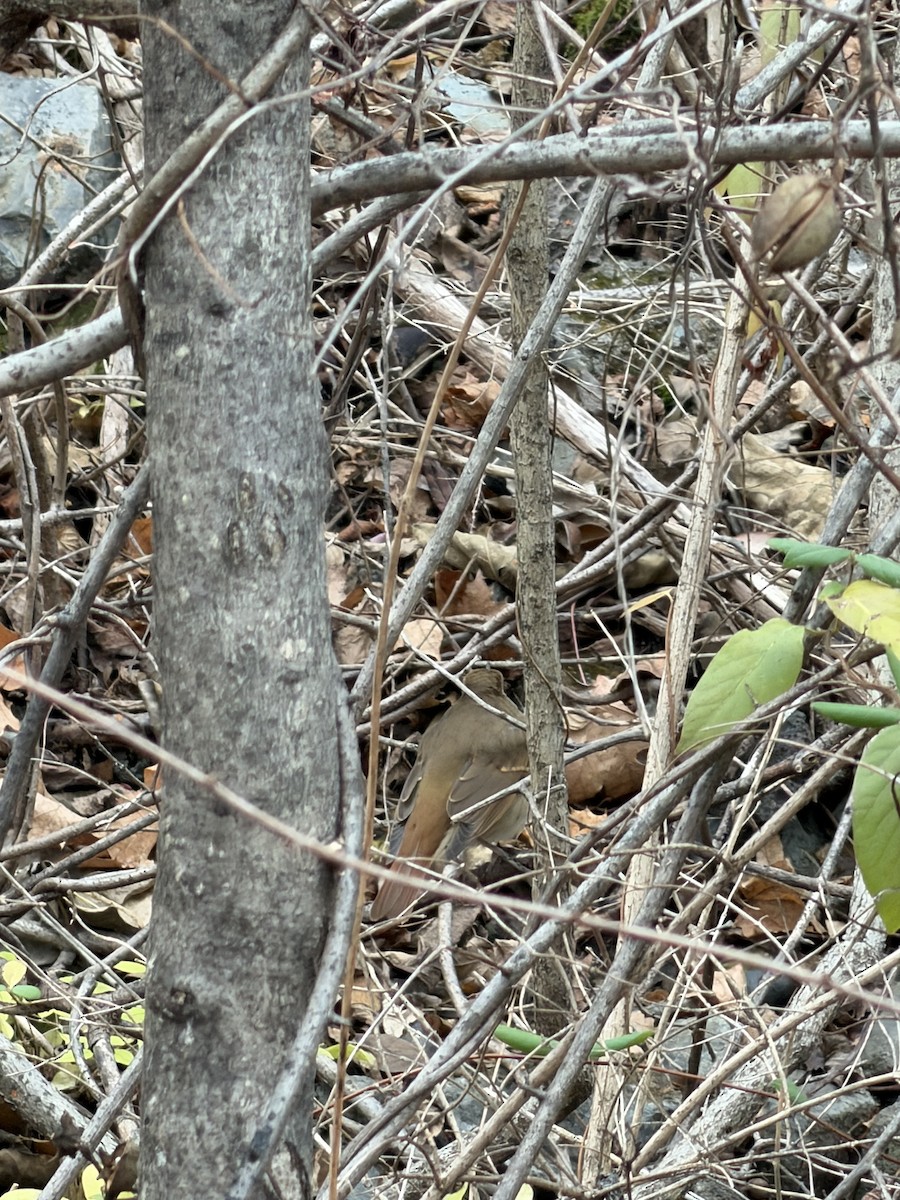 Grive solitaire - ML645872126