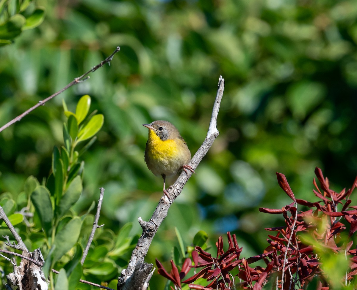 Paruline masquée - ML645872127