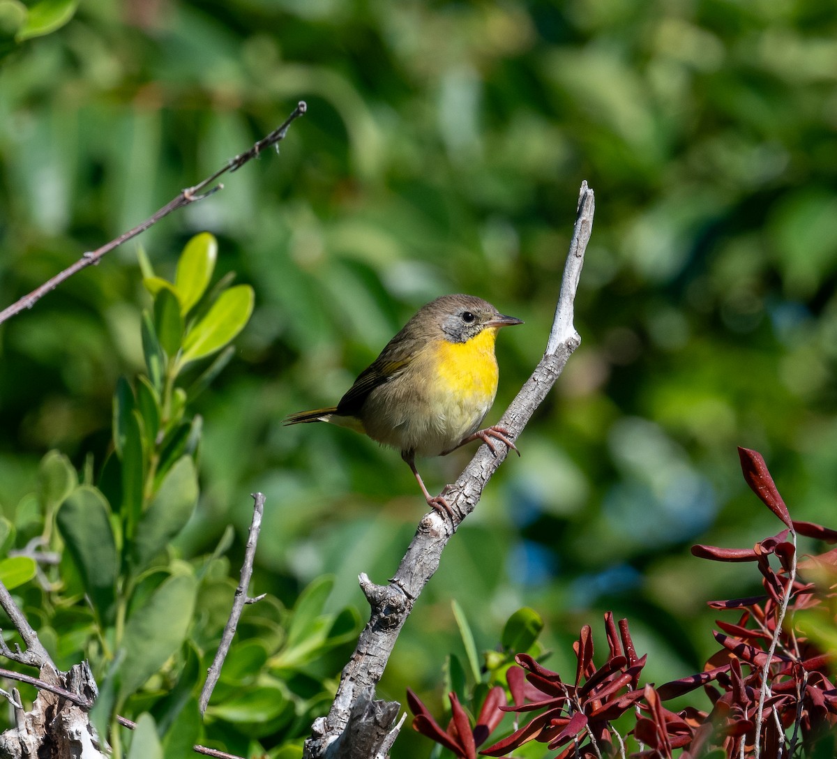 Paruline masquée - ML645872128