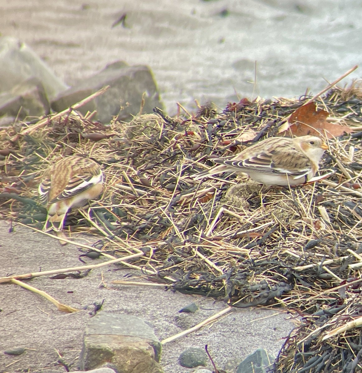 Plectrophane des neiges - ML645872130