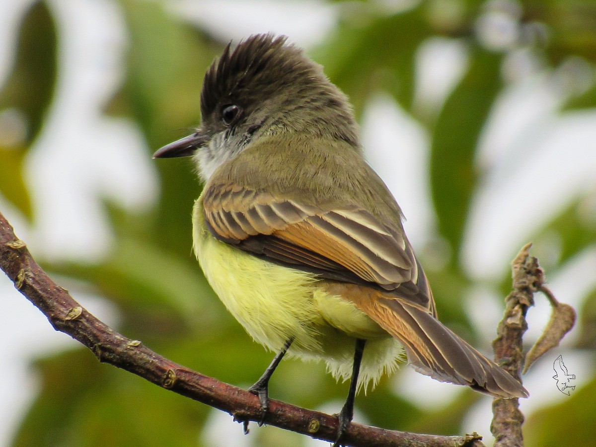 Tyran olivâtre - ML645872132