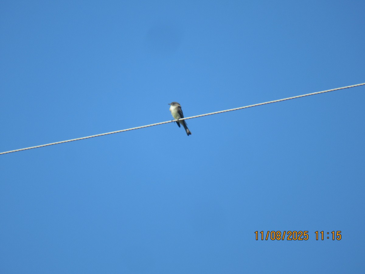 Moucherolle phébi - ML645872135