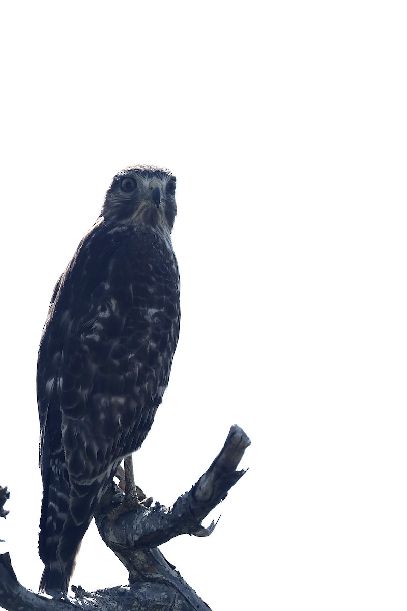 Buse à épaulettes - ML645872137