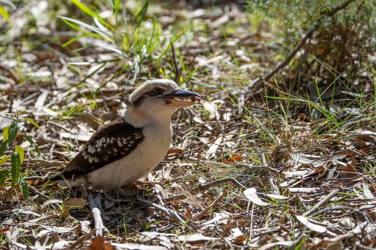 Martin-chasseur géant - ML645872138