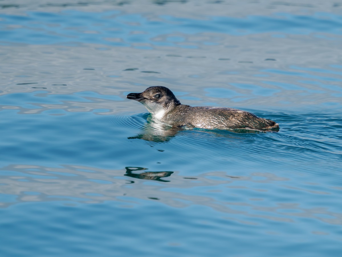 Manchot pygmée - ML645872139