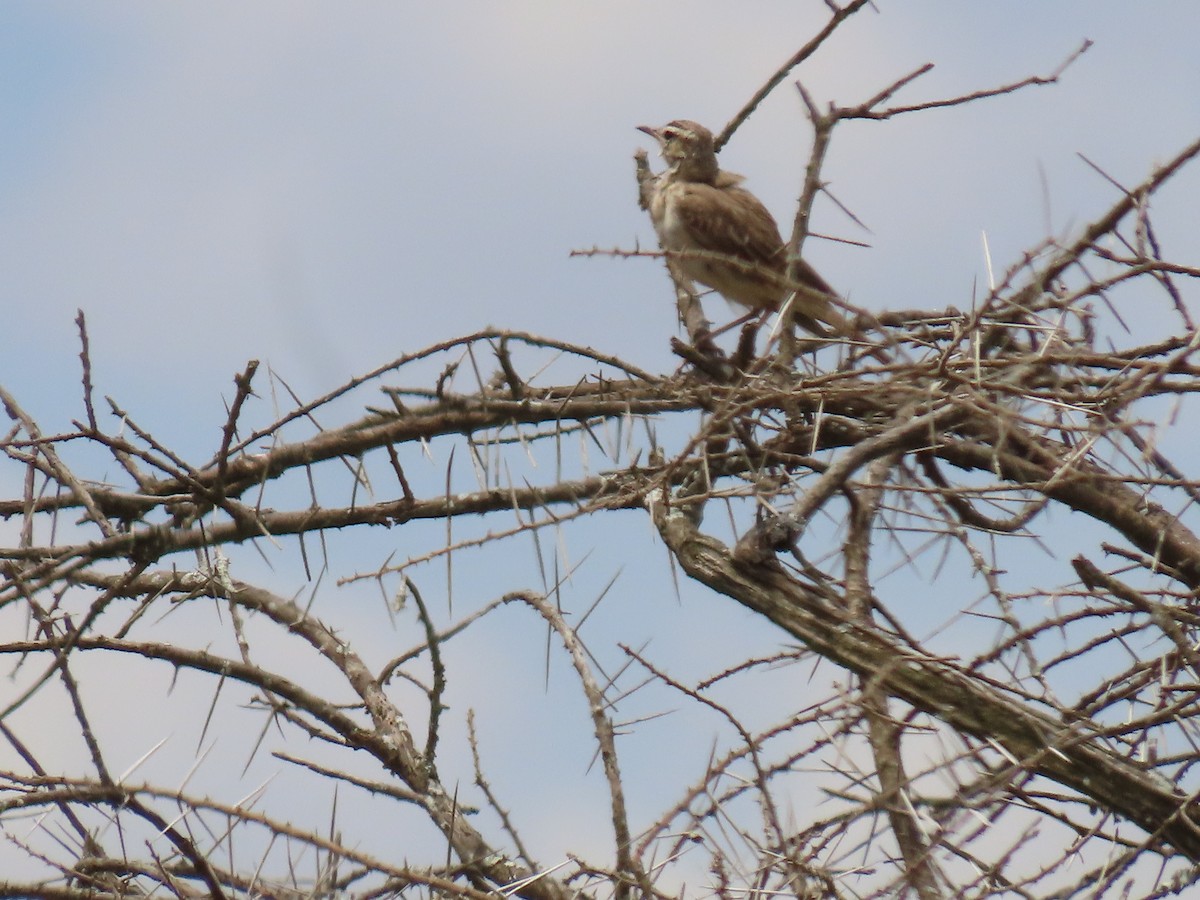 Pipit africain - ML645872140