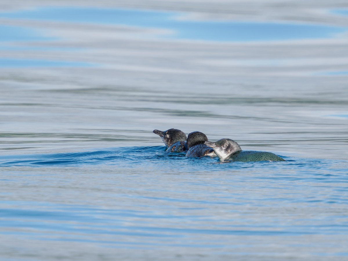 Little Penguin - ML645872143