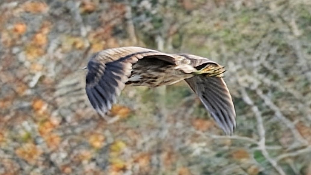 Amerika Balabanı - ML645872144