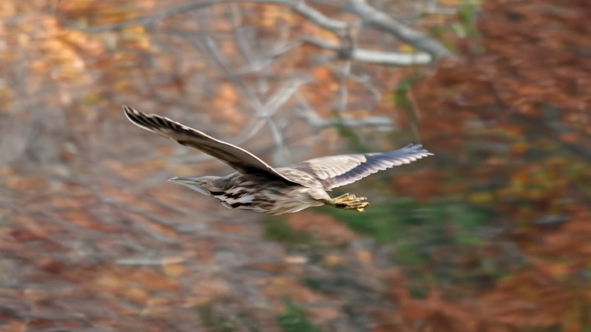 Amerika Balabanı - ML645872145