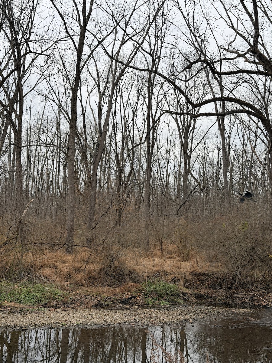 Great Blue Heron - ML645872146