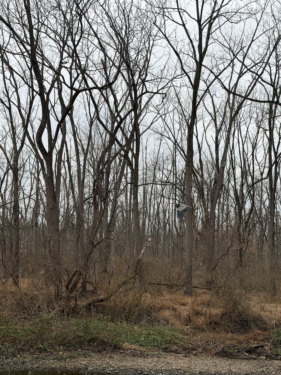 Great Blue Heron - ML645872147