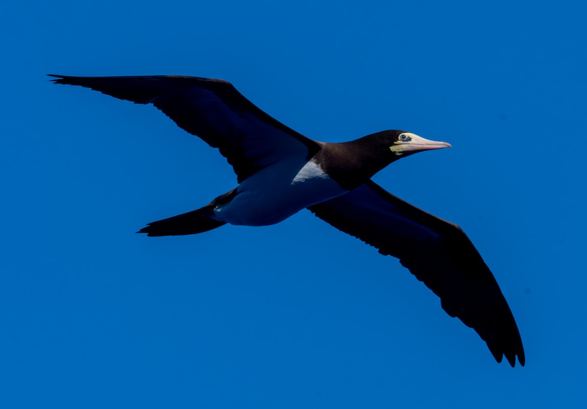 カツオドリ - ML645872148