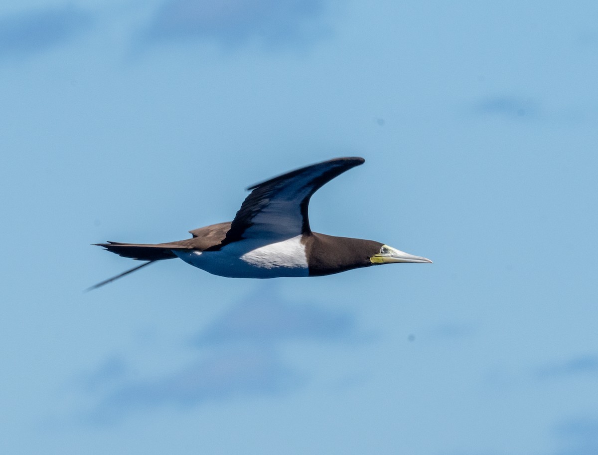 カツオドリ - ML645872149